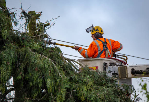 How Our Tree Care Process Works  in  San Pasqual, CA